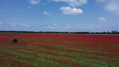 Bir tarımda kırmızı gelinciklerin çiçek açtığını gösteren hava görüntüleri. Kırsal gelincik tarlasında üst ve yan görünüm. 