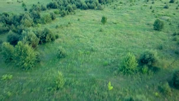 Воздух Над Небольшим Сосновым Лесом Молодые Зеленые Сосны — стоковое видео