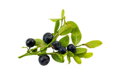 Orman böğürtlenleri beyaz arkaplanda izole