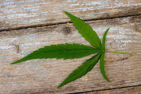 Hoja Cannabis Flores Fondo Listo Para Colocar Maquetas — Foto de Stock