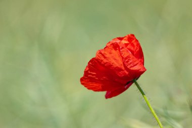 Kırmızı gelincik, güneşli bahar gününde bir çiçeğe yakın çekim yapıyor.