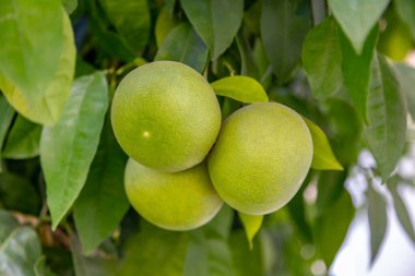 Güneydeki organik evde greyfurt olgunlaşıyor. Otantik çiftlik serisi