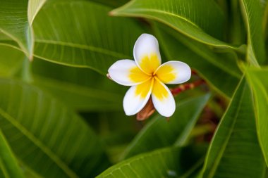 Ağaç dalında tropik bir çiçek. Tropik tatil köyü konsepti. Yumuşak Odaklanma