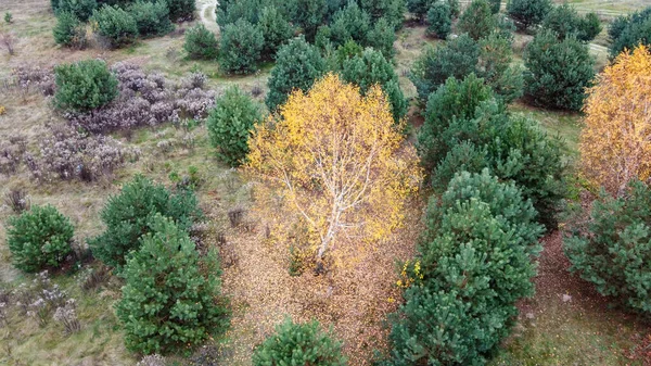 Żółta Brzoza Wśród Zielonych Jodł Koncepcja Jesieni — Zdjęcie stockowe
