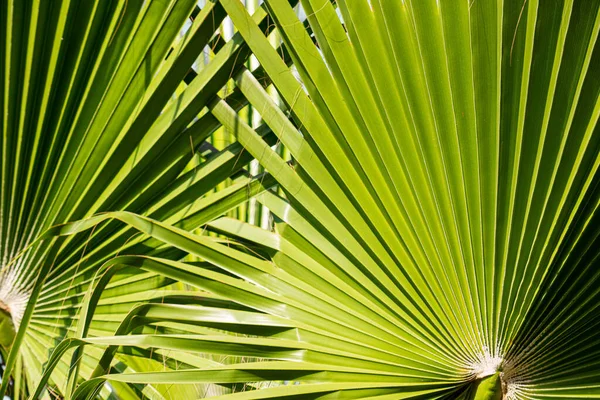 Palm tree leafs close-up tropical travel background