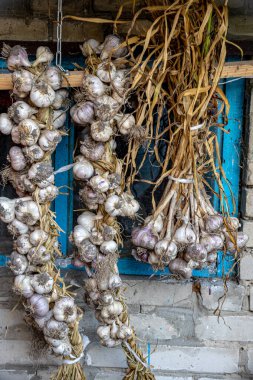 Organik evde sarımsak, bahçede ekinler kurutuluyor. Otantik çiftlik serisi