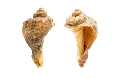 Beyaz arkaplanda deniz kabuğu önü ve arkası izole