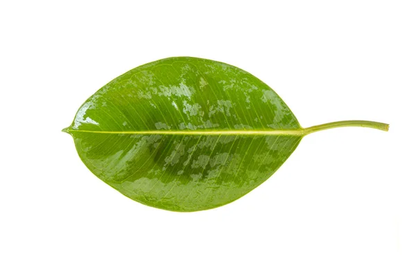 Ficus Elastica Borracha Molhada Folha Figueira Isolado Fundo Branco — Fotografia de Stock