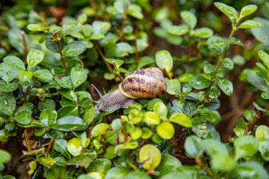 Yağmur durduktan sonra subtropik bölgelerde ıslak yeşil yapraklar. Yağmurlu sezon konsepti