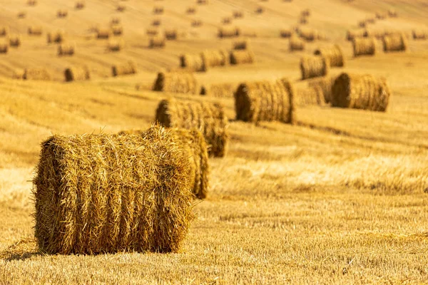 Fardos Fundo Palha Com Espaço Cópia Muitos Fardos Palha Campo — Fotografia de Stock