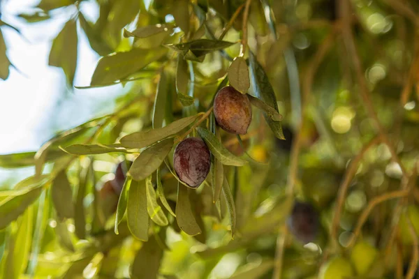 Olijfboomtakken Met Fruit Tijdens Zomerdag Het Huishouden Authentieke Boerderijserie — Stockfoto