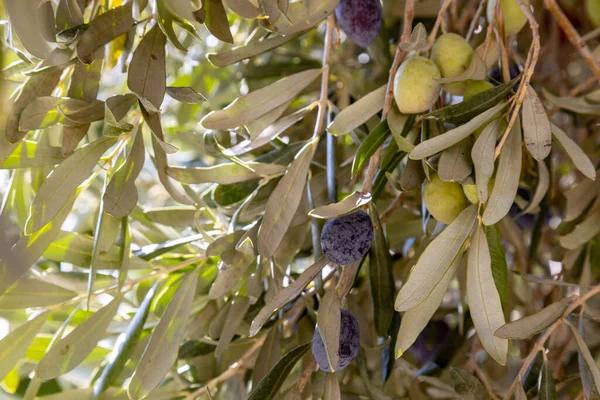 Olivträd Grenar Med Frukt Sommardagen Hushållet Autentiska Jordbruksserier — Stockfoto