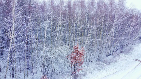Пейзаж Снежным Лесом Плотными Молодыми Березами Покрытыми Снегом — стоковое фото