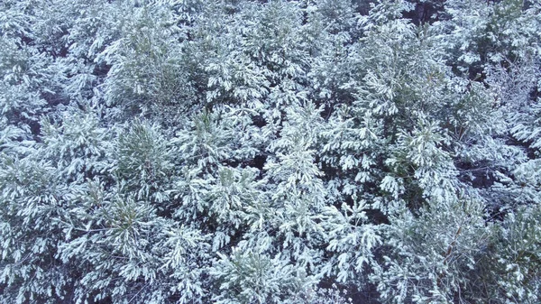 Paisagem Com Floresta Nevada Com Abetos Densos Yong Cobertos Neve — Fotografia de Stock