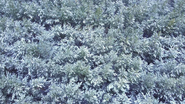 Landscape Snowy Forest Dense Yong Fir Trees Covered Snow — Stock Photo, Image