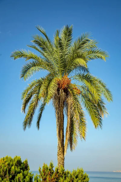 Fechas Palmera Fondo Del Cielo — Foto de Stock