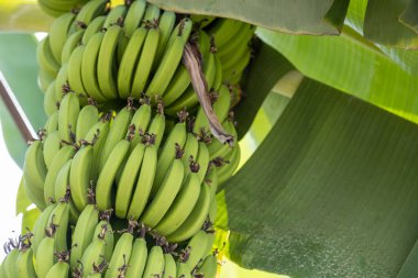 Açık havada zararsız meyve yetiştiren organik evdeki muz palmiyesinin gizli bir fotoğrafı.