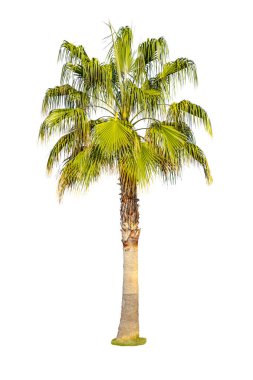 Beyaz arkaplanda izole edilmiş hurma ağaçları