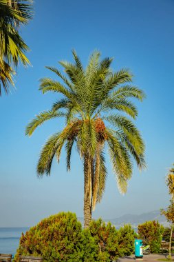Gökyüzü arka planında hurma ağacı