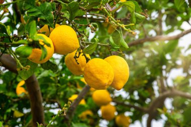 Organik evde yetişen gizli limon ağacı dalı. Otantik çiftlik serisi