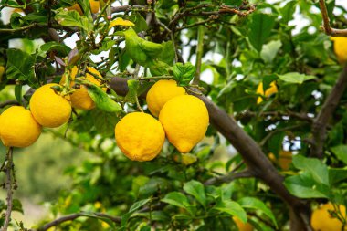 Organik evde yetişen gizli limon ağacı dalı. Otantik çiftlik serisi