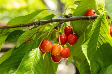 Kiraz ağacı dalı tek bir böğürtlene yakın duruyor. Otantik çiftlik serisi