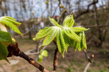 Parktaki güneşli bahar gününde at kestanesiyle bahar sezonu. Serbest doğa konsepti