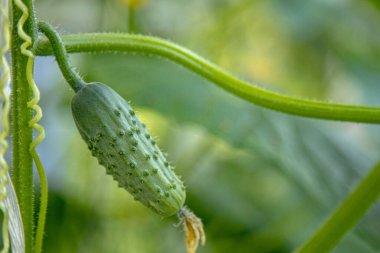 Salatalık, fotokopi alanı olan bir serada yetişiyor. Otantik çiftlik serisi