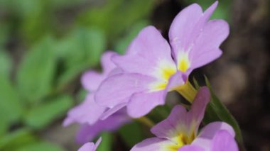 Baharda Primrose Primula vulgaris çiçekleri bahçede. Kuzey Galler 