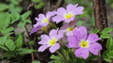 Baharda Primrose Primula vulgaris çiçekleri bahçede. Kuzey Galler 