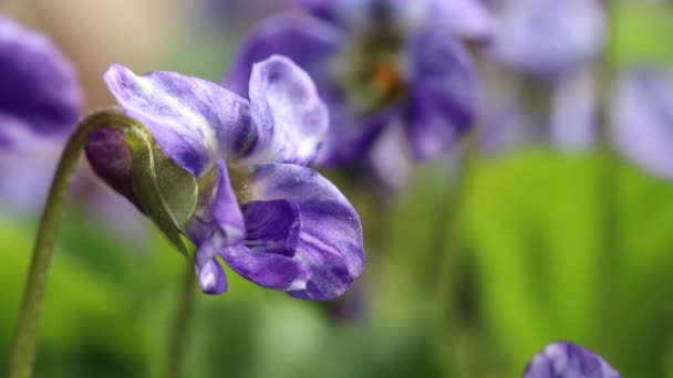 Viola vagy Forest Violet virág lóg a szél a makro closeup
