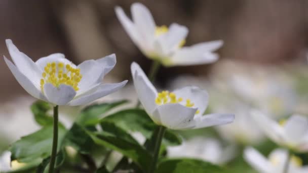 White Wood Anemone Flower Extreme Macro Closeup Blossom Woodland — Stock Video