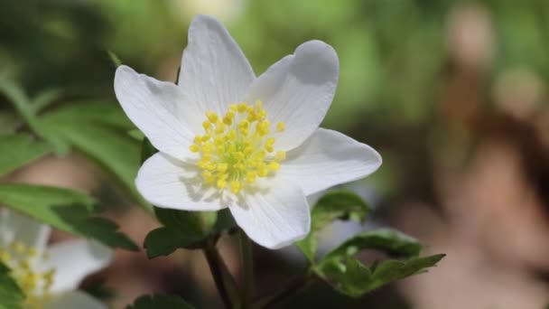 Fiore Anemone Legno Bianco Estremo Macro Primo Piano Fioritura Bosco — Video Stock