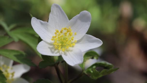 Flori Anemonă Din Lemn Alb Apropiere Macro Extremă Înflorește Într — Videoclip de stoc