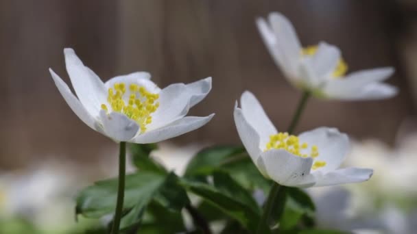 Fiore Anemone Legno Bianco Estremo Macro Primo Piano Fioritura Bosco — Video Stock