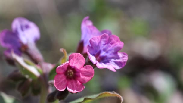 Różowe Fioletowe Kwiaty Lasu Wietrze Wiosna Koncepcji Leśnej — Wideo stockowe