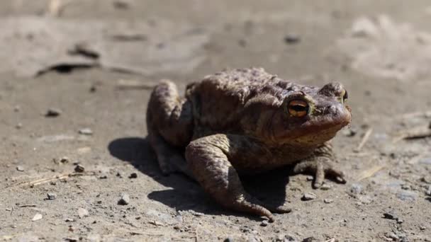 스프링 비포장도로의 개구리나 두꺼비 서식지에서 나왔습니다 — 비디오