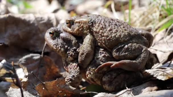 Rana Rospo Una Strada Sterrata Primaverile Uscito Dal Suo Habitat — Video Stock