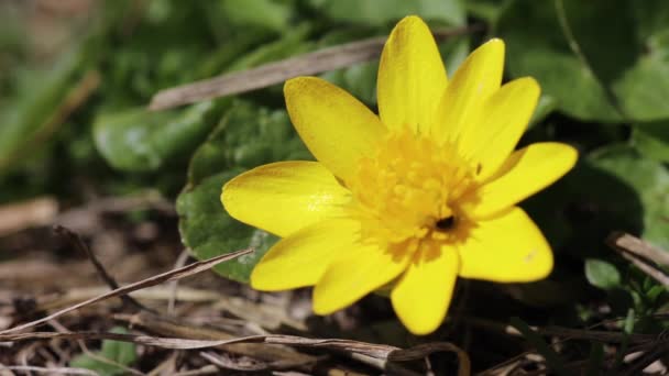 Fiore Giallo Della Foresta Primaverile Foresta Britannica Fiori Selvatici Celandine — Video Stock