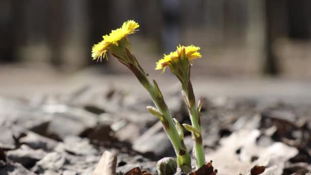 Kwiat Wiosny Coltsfoot Rośnie Lesie Podczas Wiosennego Słonecznego Dnia Podnóżek — Wideo stockowe