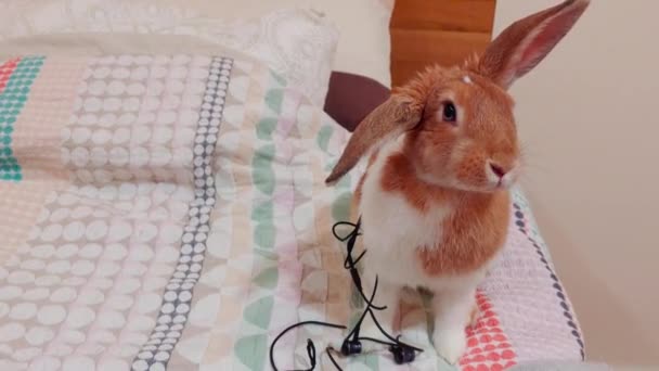 Conejo Doméstico Comiendo Auriculares Cama Casa Mantener Mascotas Concepto Manguera — Vídeos de Stock