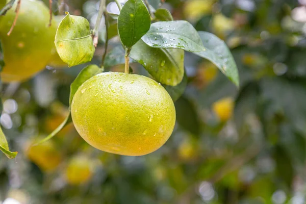 Gele Switie Pomelo Citrusvruchten Rijpt Een Boomtak Het Biologische Huishouden — Stockfoto
