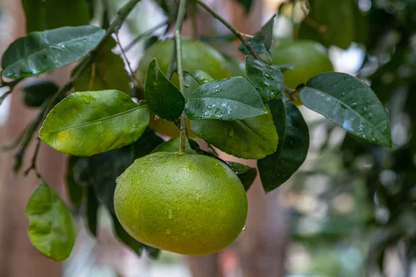 Gele Pomelo Citrusvruchten Rijpt Een Boomtak Het Biologische Huishouden Authentieke — Stockfoto