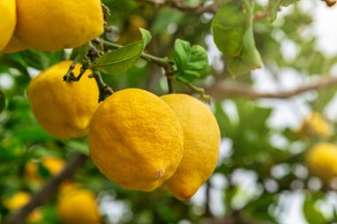 Organik evde yetişen gizli limon ağacı dalı. Otantik çiftlik serisi