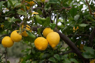 Organik evde yetişen gizli limon ağacı dalı. Otantik çiftlik serisi