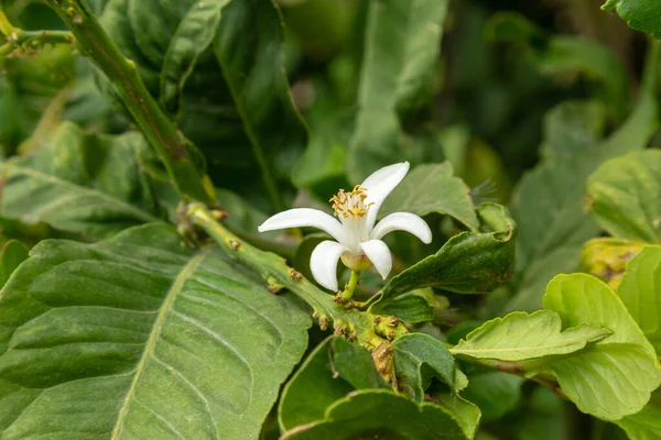 Branche Franche Oranger Avec Des Fruits Des Fleurs Poussant Foyer — Photo