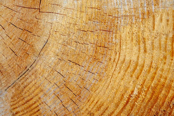 Träd Stubbe Trä Bakgrund Med Grov Skuren Trä Ett Träd — Stockfoto