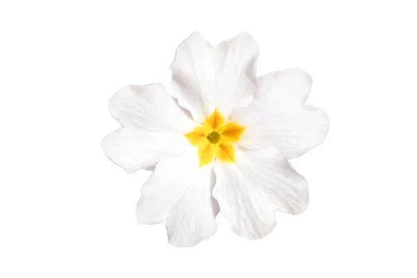 Primula Putih Atau Bunga Primrose Dipotong Terisolasi Pada Latar Belakang Stok Gambar