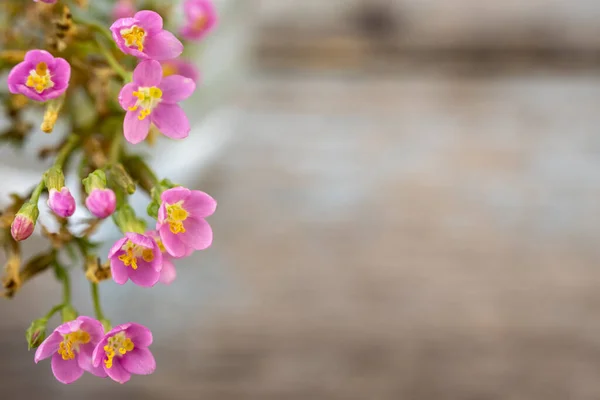 Sommer Rosa Blumen Hintergrund Attrappe Mit Platz Für Kopie Oder — Stockfoto