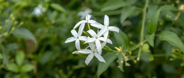 Bunch Star Jasmine Flowers Bush Candid Photo — Stock Photo, Image